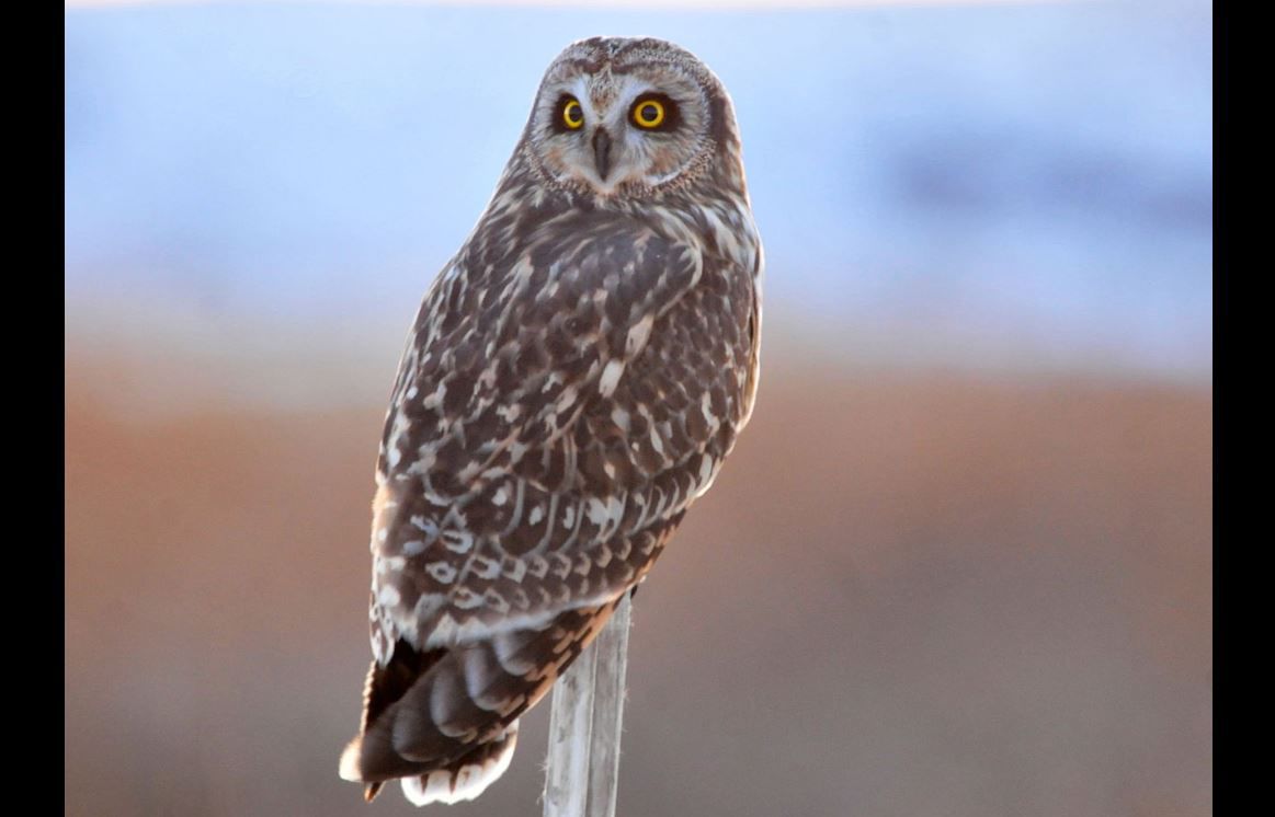 Short-eared owl